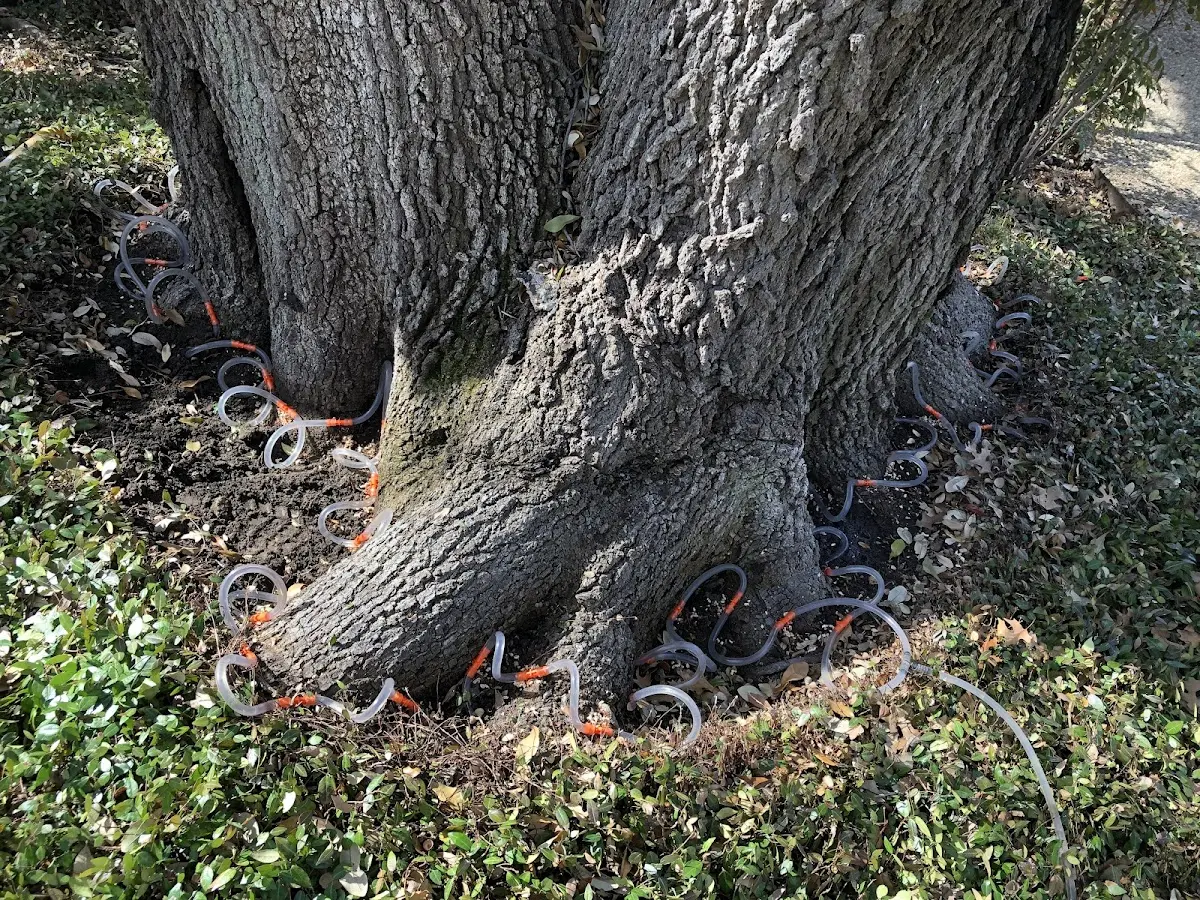 Detailed Tree Cabling and Bracing job site in North Bergen