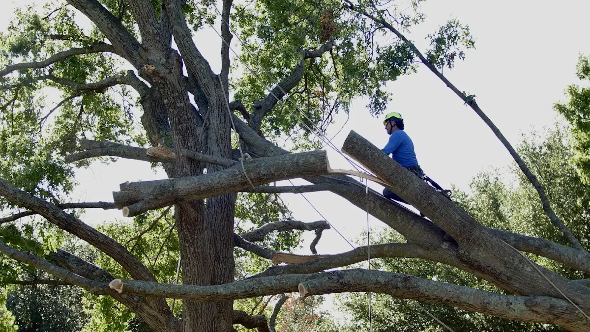 Professional Crown Thinning performed by certified arborists in North Bergen